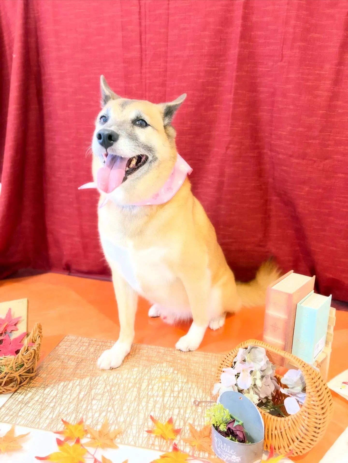 先月アップできなかったお手入れわんこたちです🎶