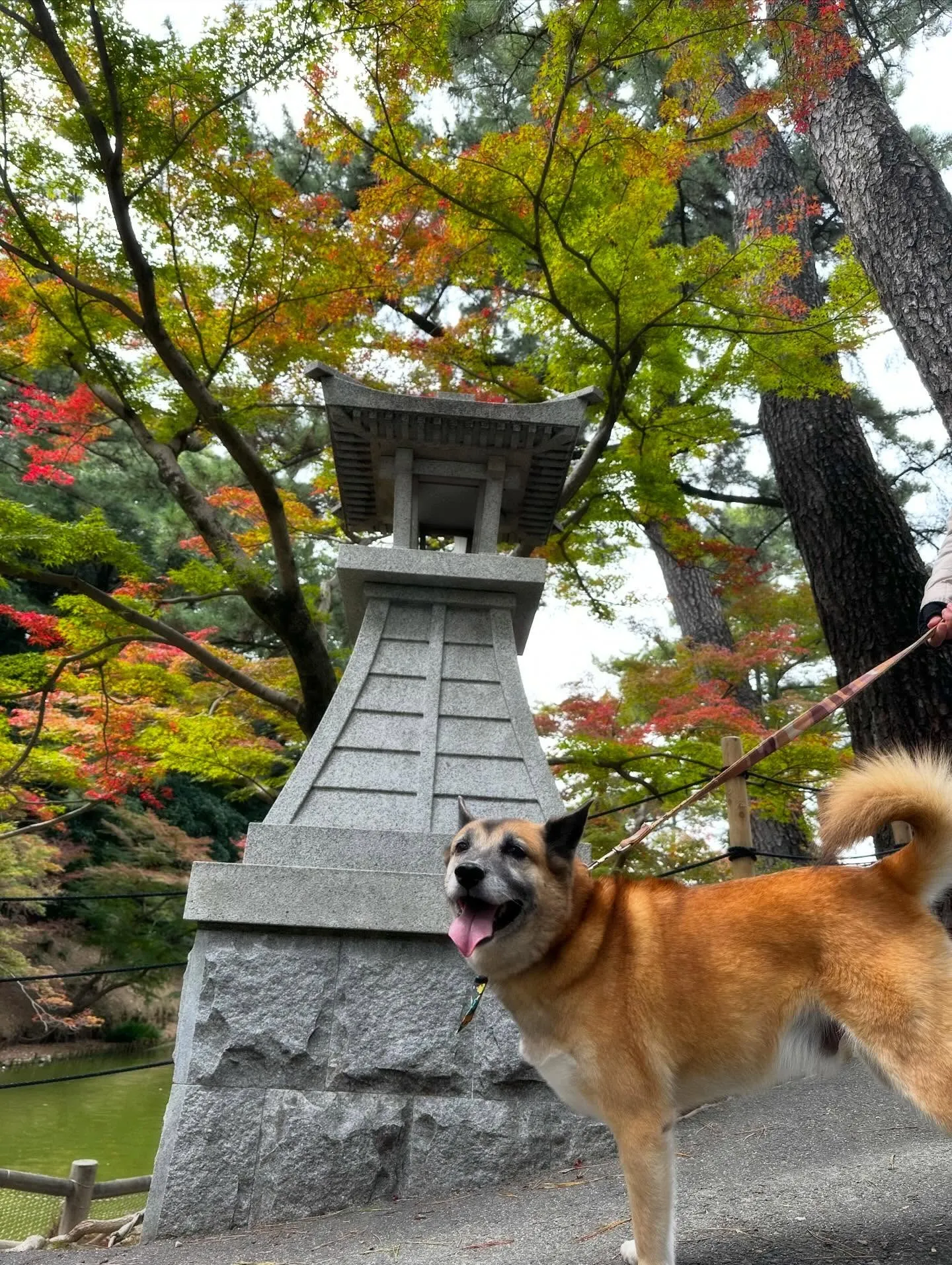 先月アップできなかったお手入れわんこたちです🎶