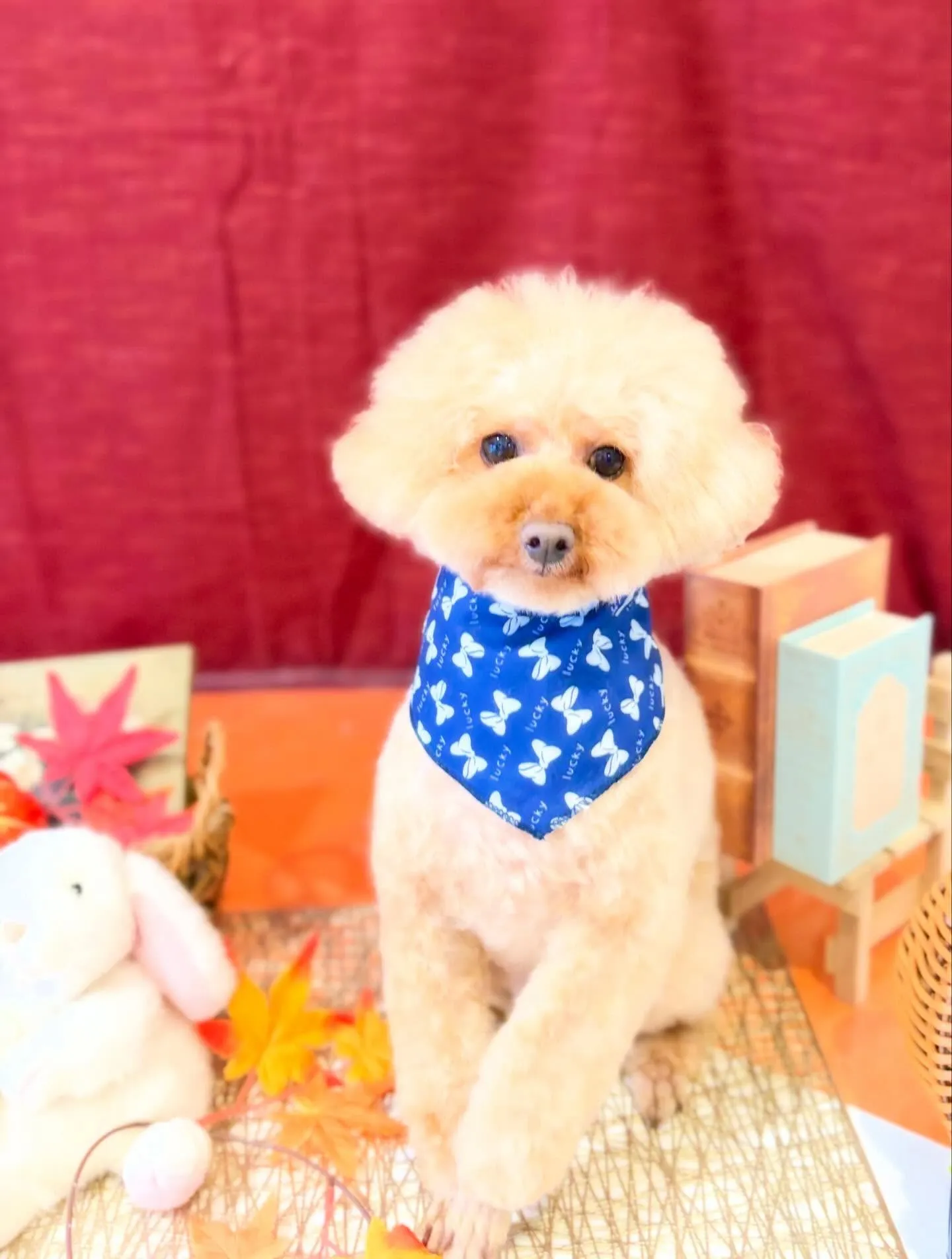 先月アップできなかったお手入れわんこたちです🎶