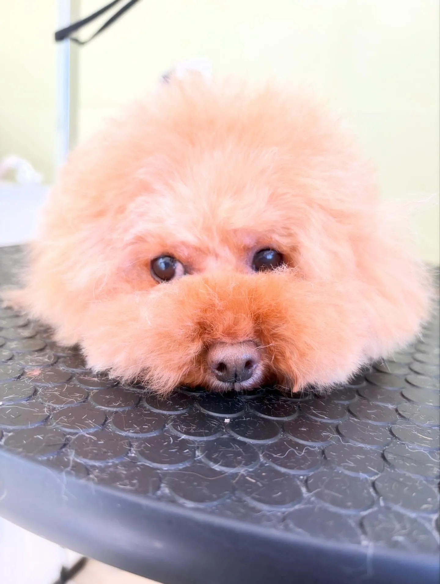 先月アップできなかったお手入れわんこたちです🎶