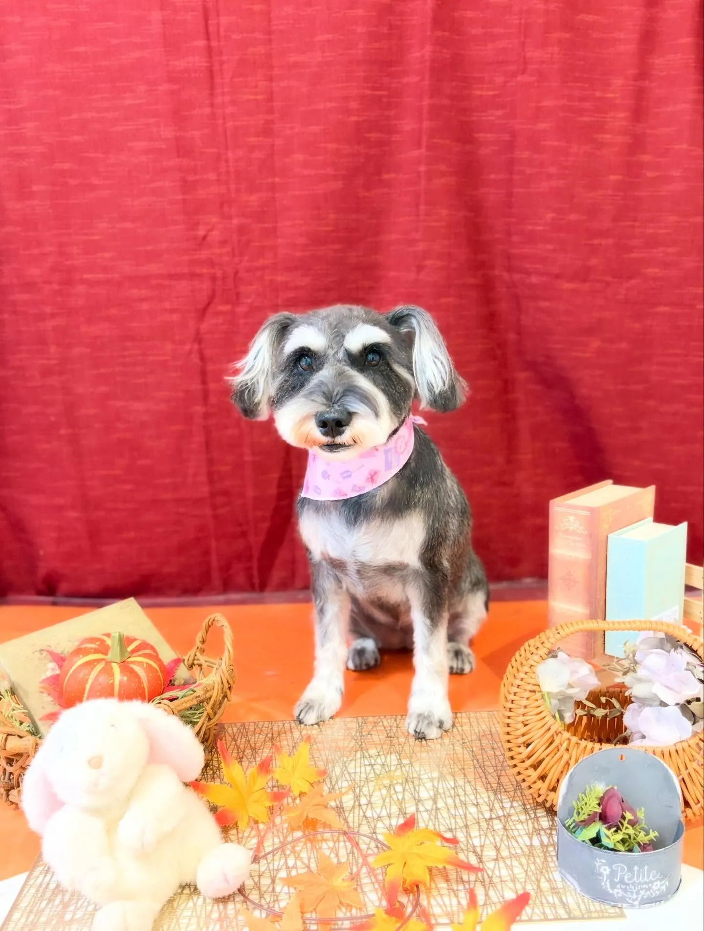 先月アップできなかったお手入れわんこたちです🎶