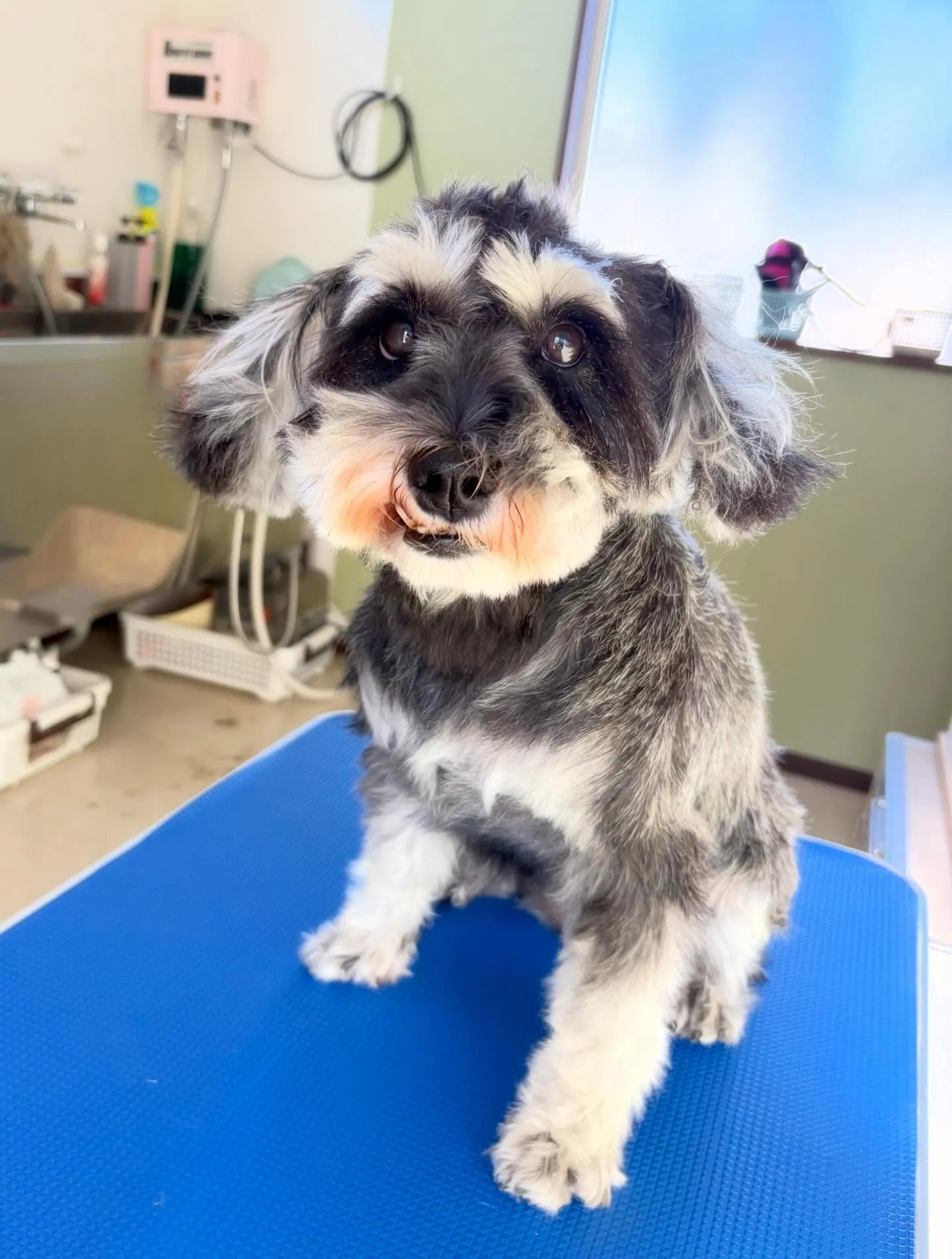 先月アップできなかったお手入れわんこたちです🎶