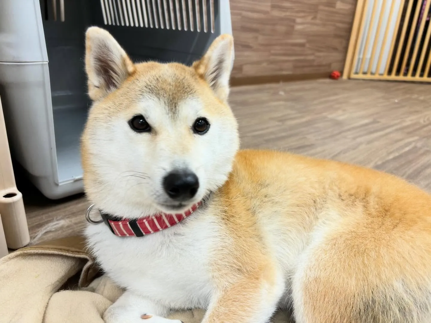 12月のおすすめ商品🎄