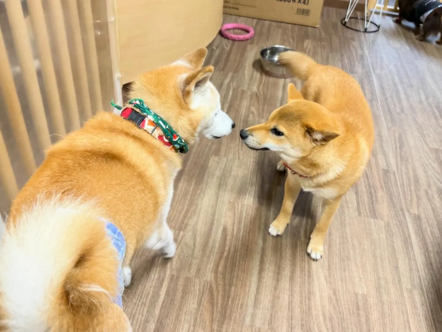 12月のおすすめ商品🎄