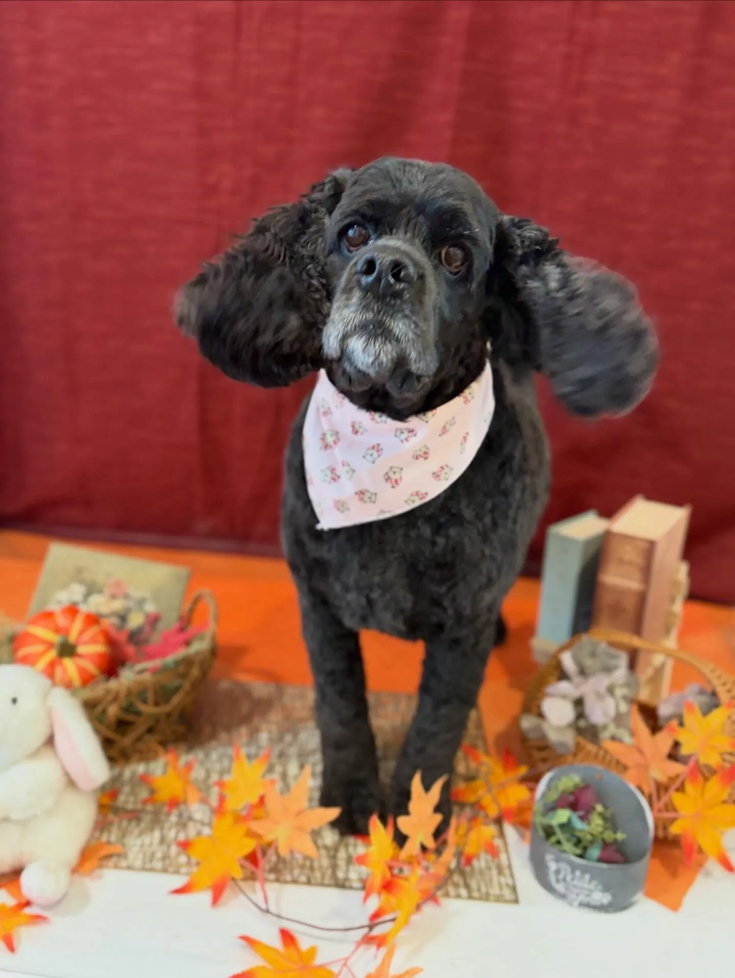 先月アップしきれなかったお手入れわんこさん💖