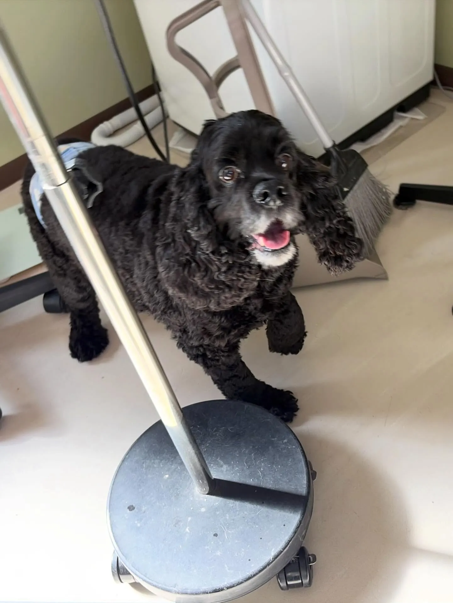 先月アップしきれなかったお手入れわんこさん💖