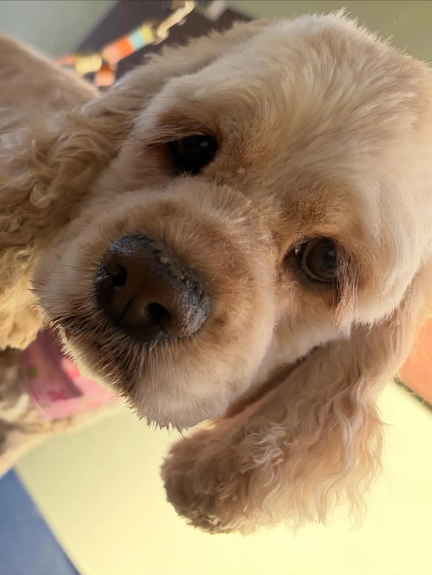 先月アップしきれなかったお手入れわんこさん💖