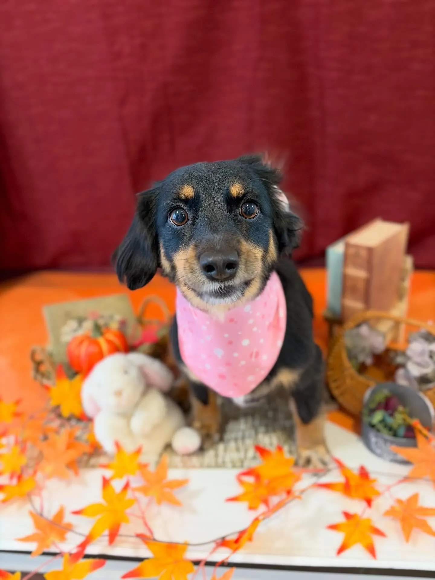 先月アップしきれなかったお手入れわんこさん💖