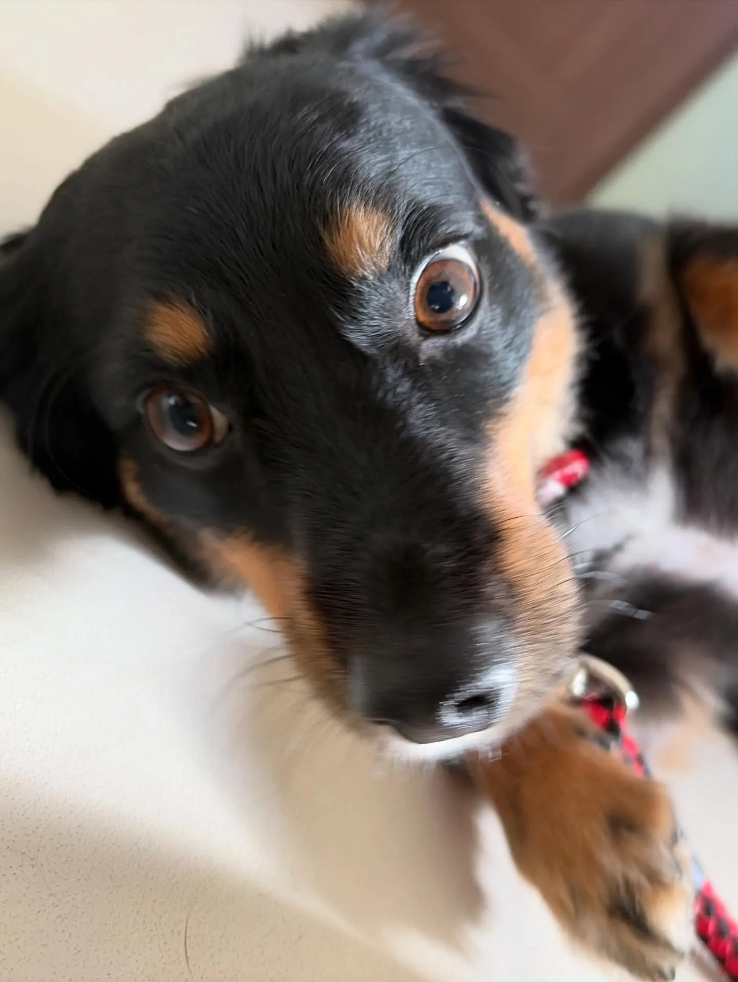 先月アップしきれなかったお手入れわんこさん💖