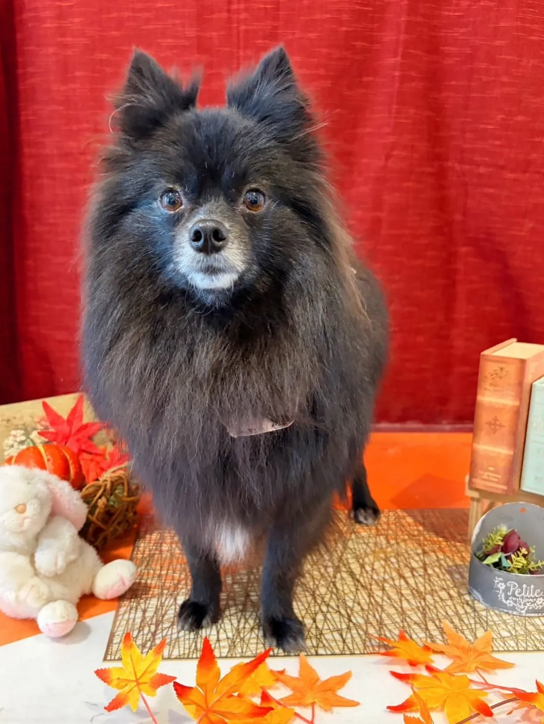 先月アップしきれなかったお手入れわんこさん💖