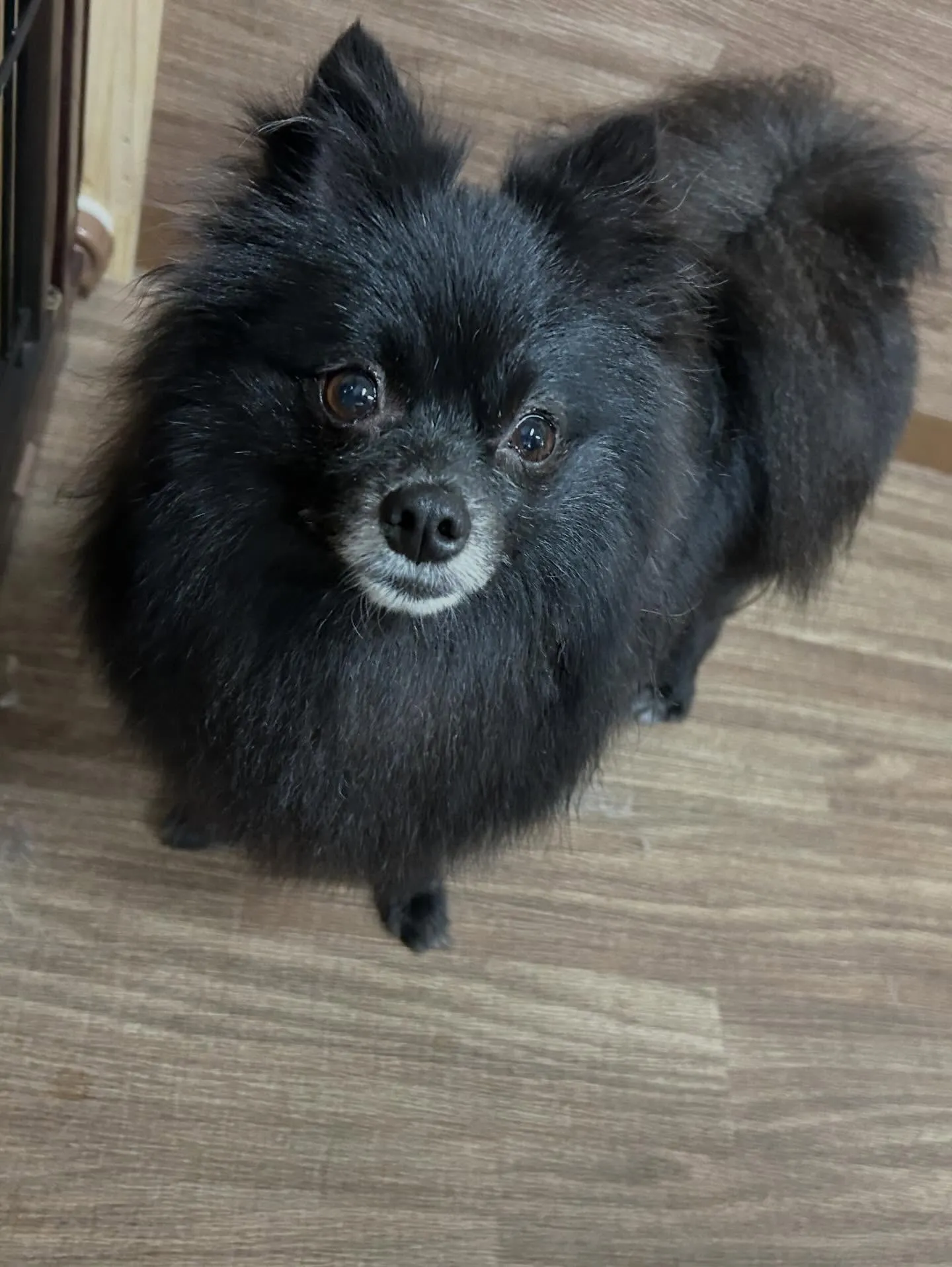 先月アップしきれなかったお手入れわんこさん💖