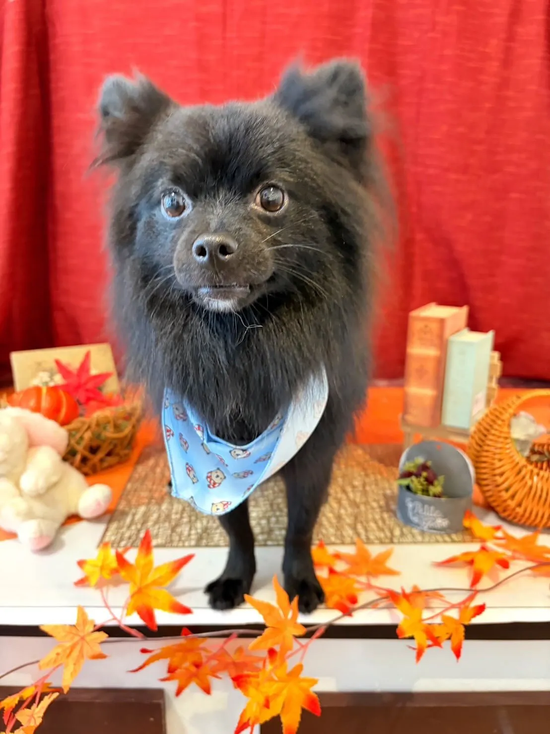 先月アップしきれなかったお手入れわんこさん💖