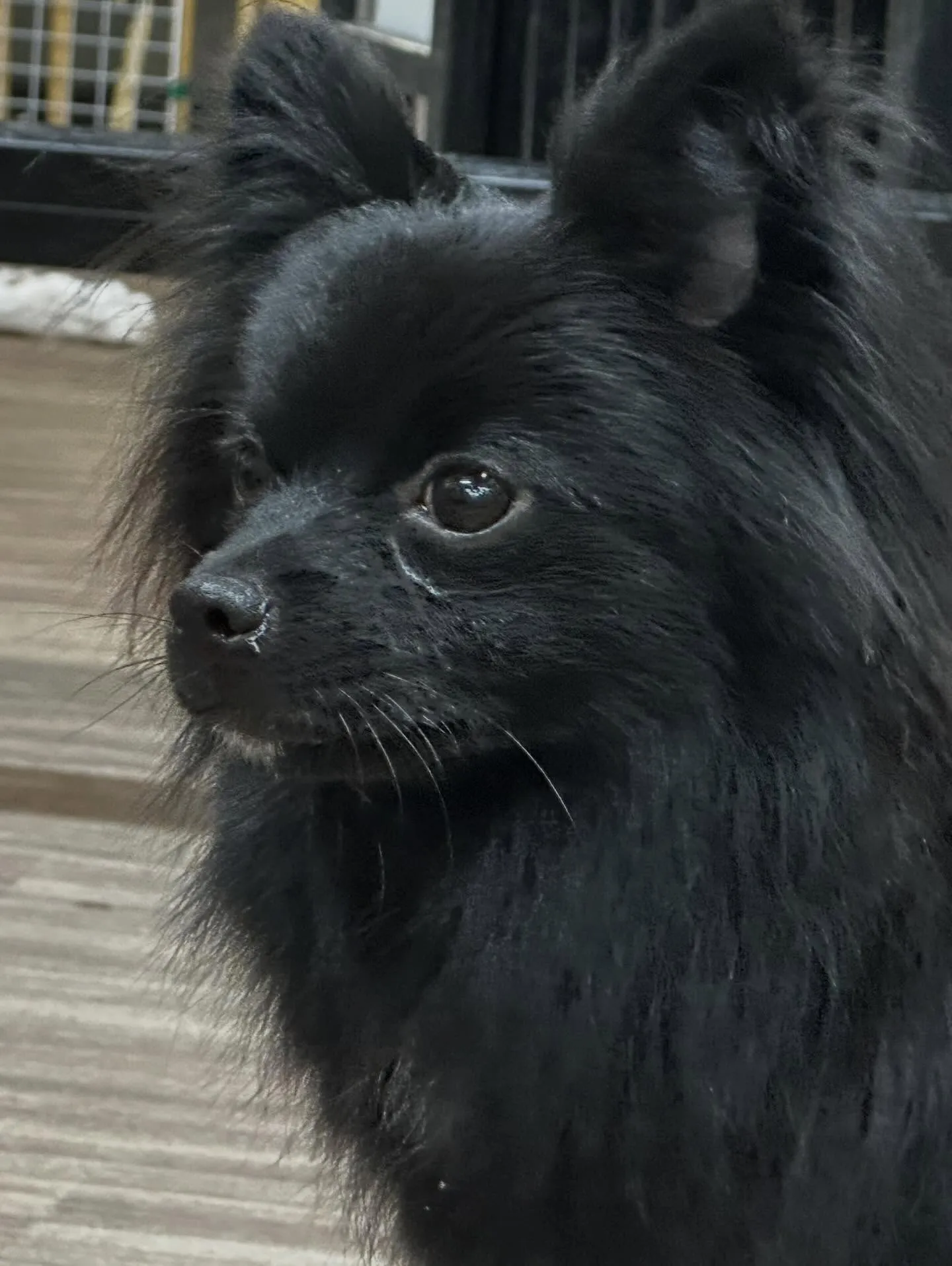 先月アップしきれなかったお手入れわんこさん💖