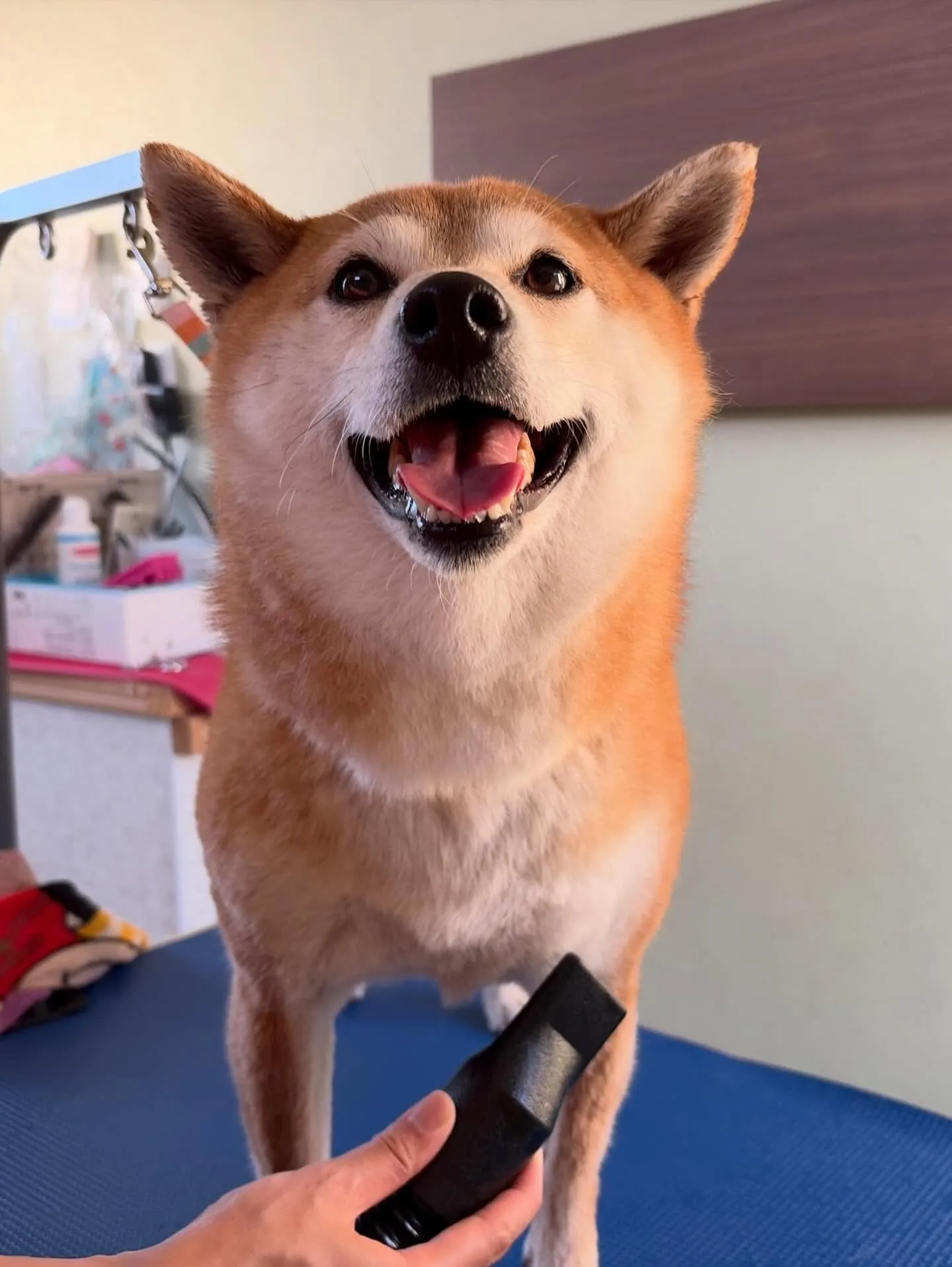 先月アップしきれなかったトリミングわんこたち✂️