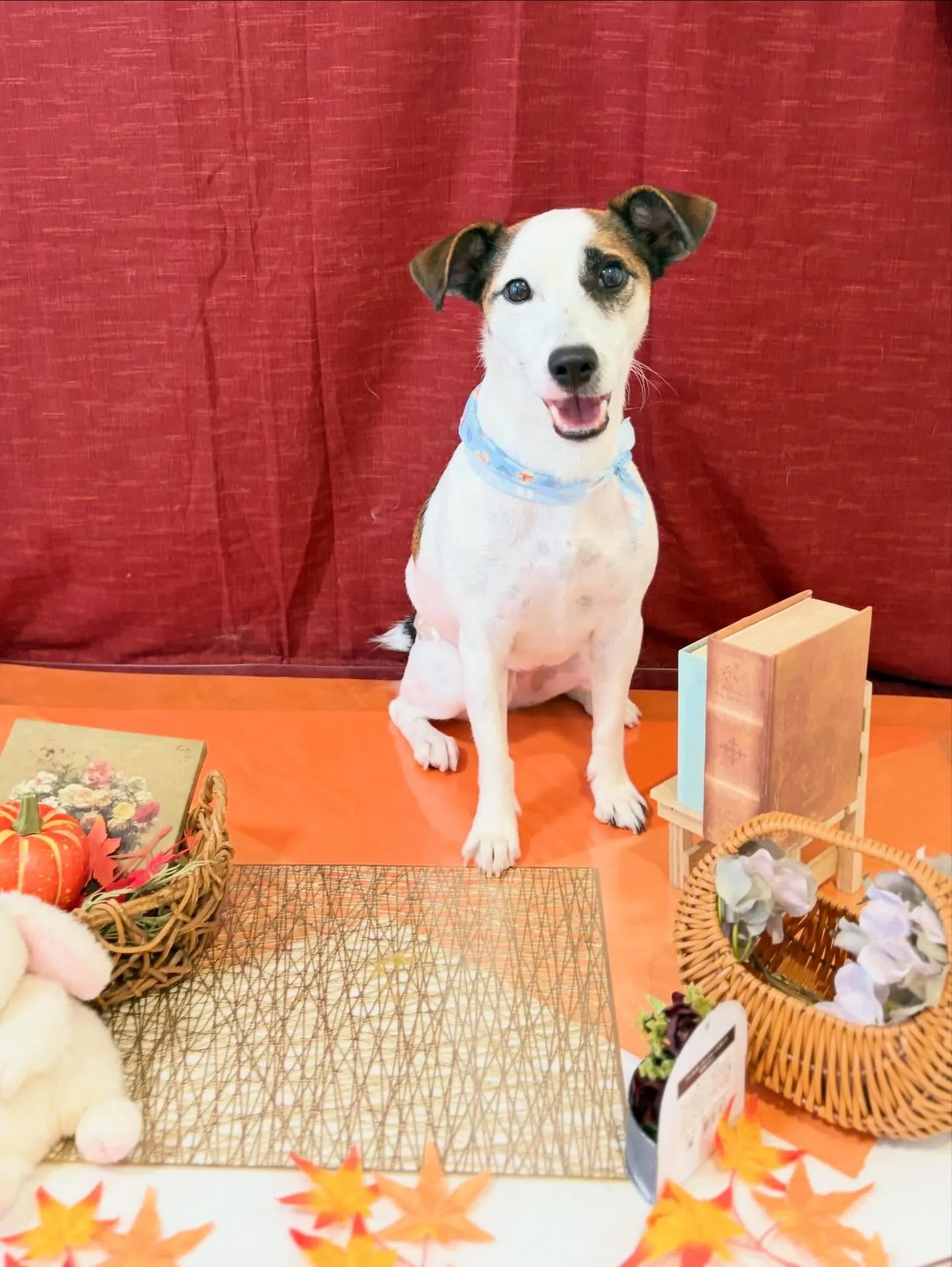 先月アップしきれなかったトリミングわんこたち✂️