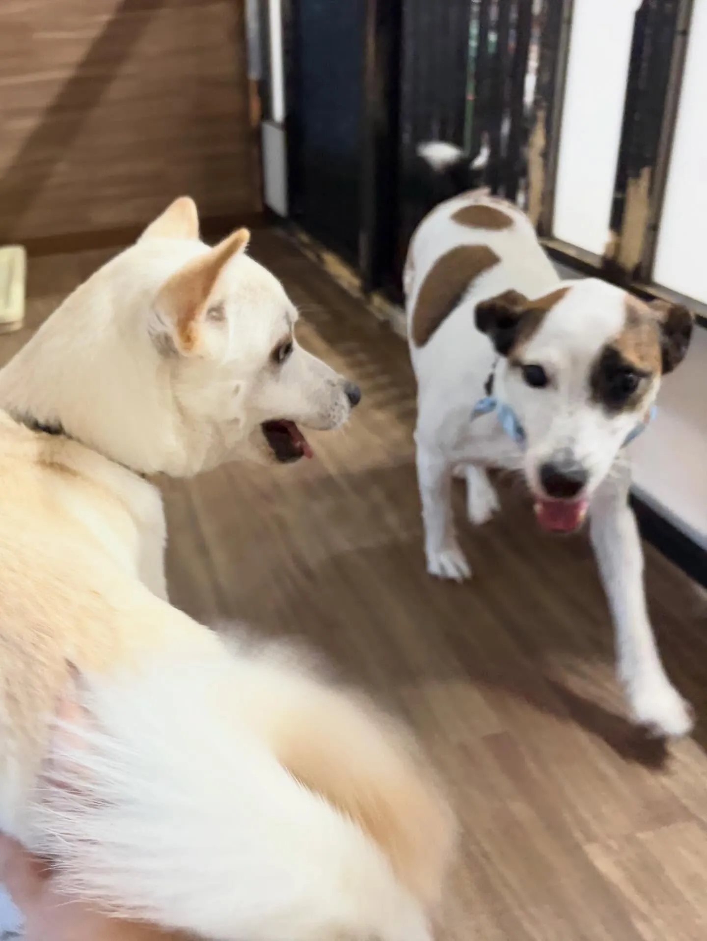 先月アップしきれなかったトリミングわんこたち✂️