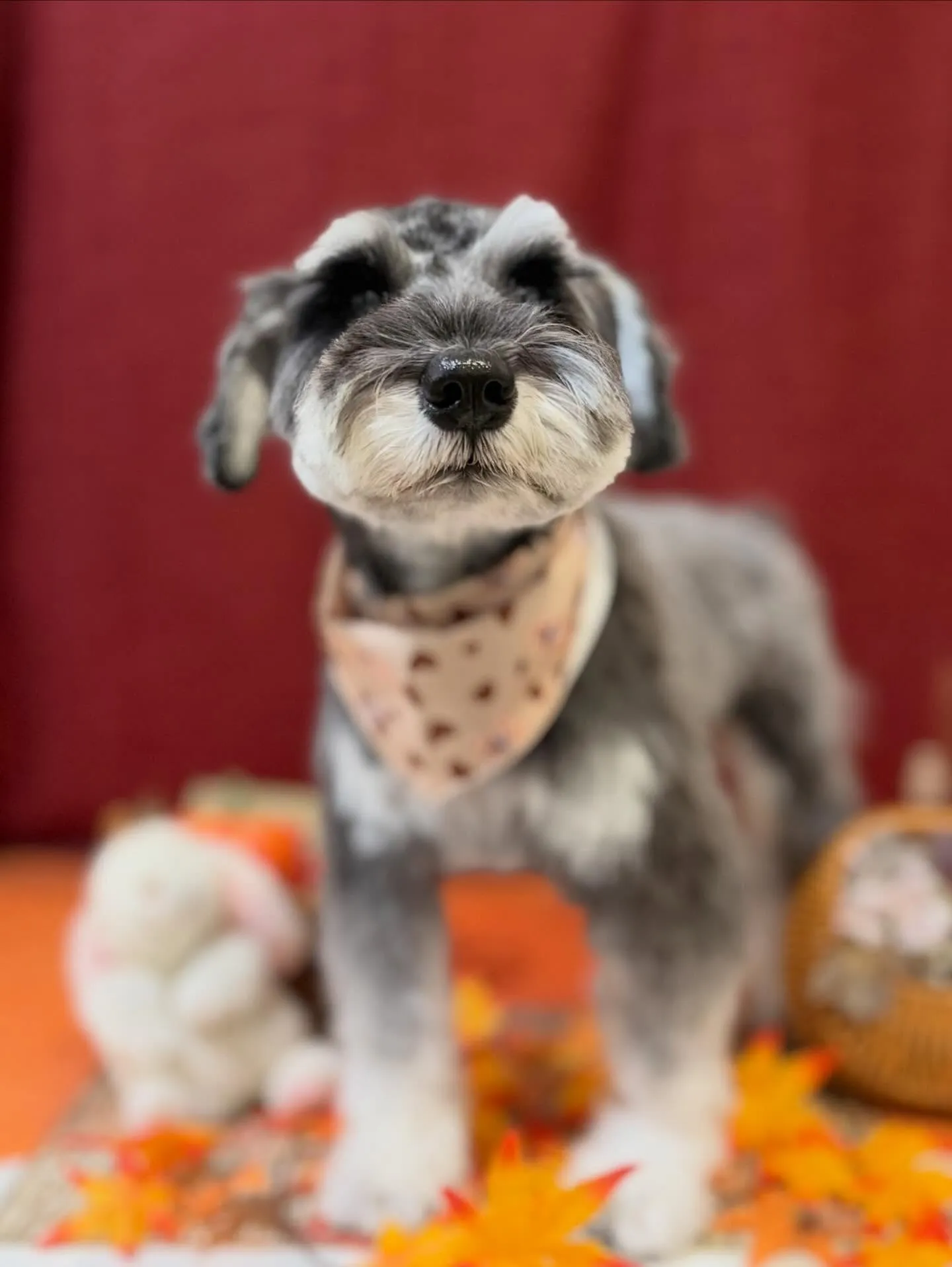 先月アップしきれなかったトリミングわんこたち✂️