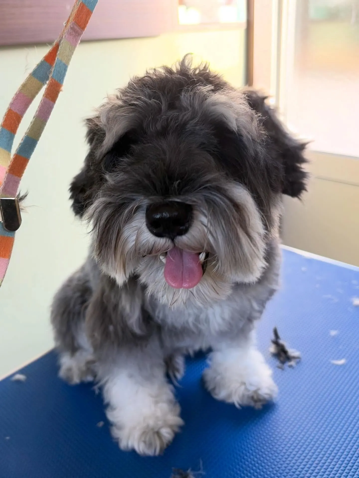 先月アップしきれなかったトリミングわんこたち✂️