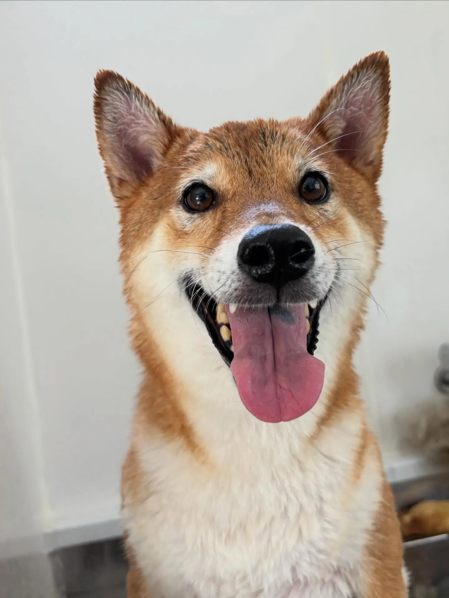 先月アップしきれなかったトリミングわんこたち✂️