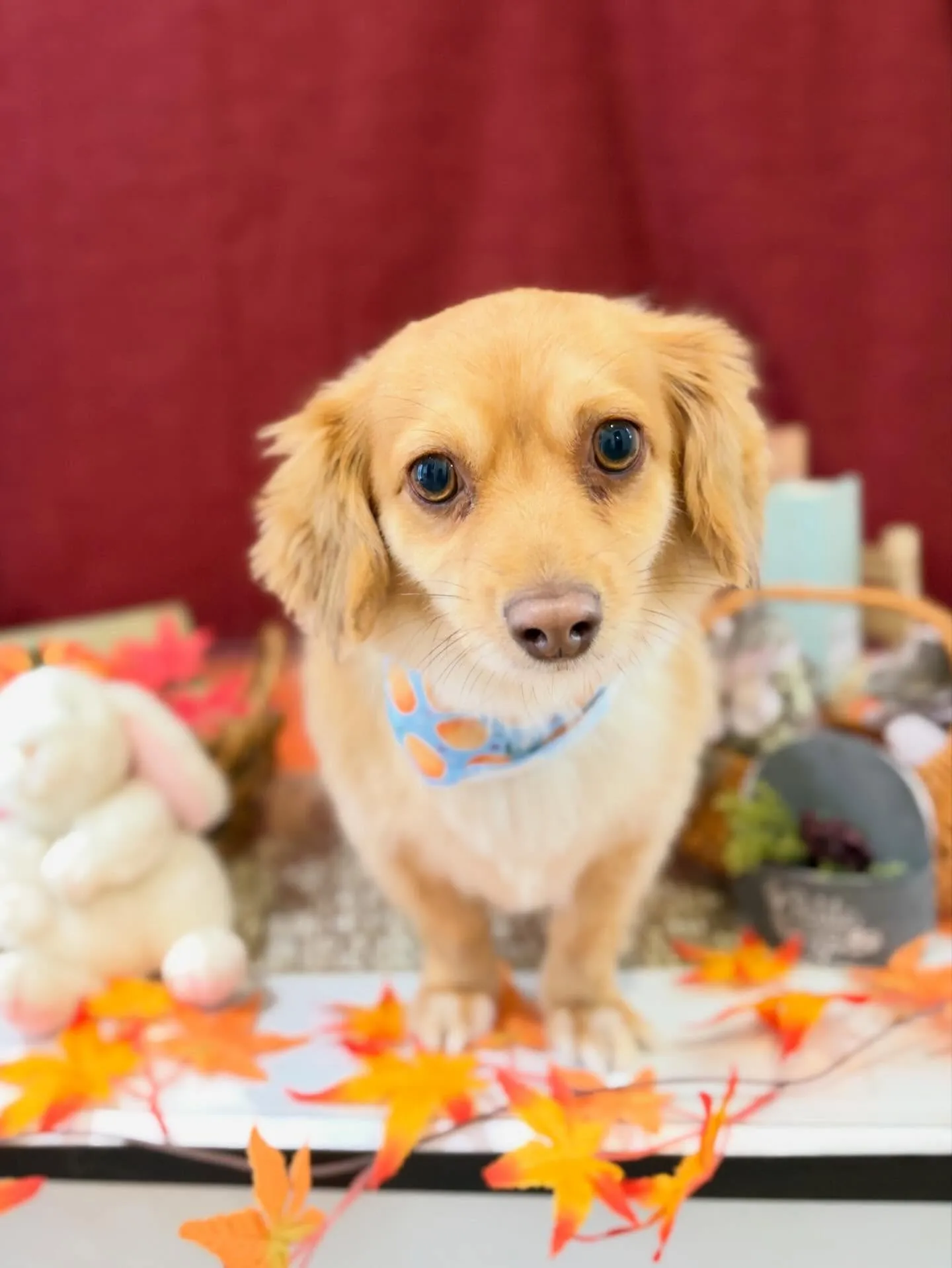 先月アップしきれなかったトリミングわんこたち✂️