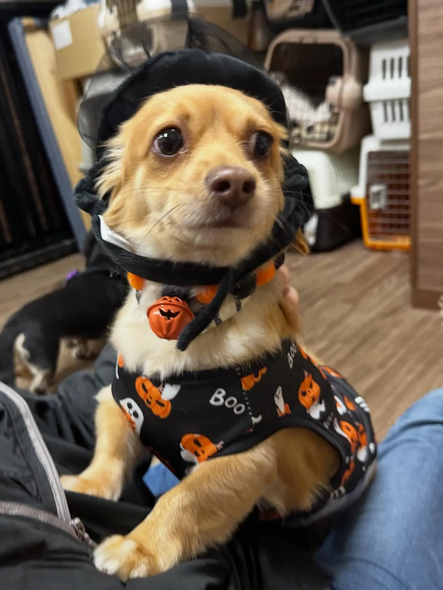 先月アップしきれなかったトリミングわんこたち✂️