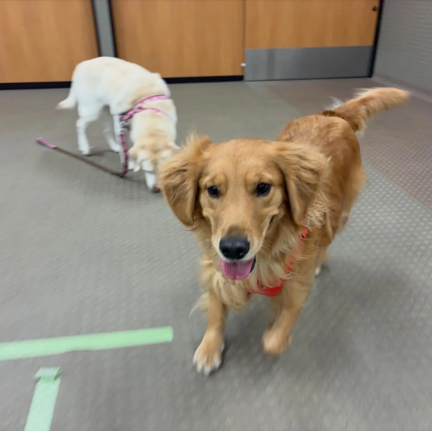 昨日はりんちゃんと一緒に専門学校に行ってきました🐾