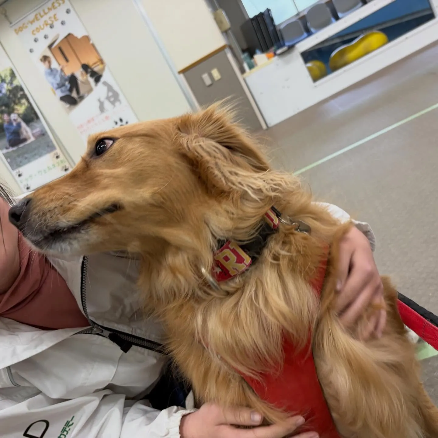 昨日はりんちゃんと一緒に専門学校に行ってきました🐾