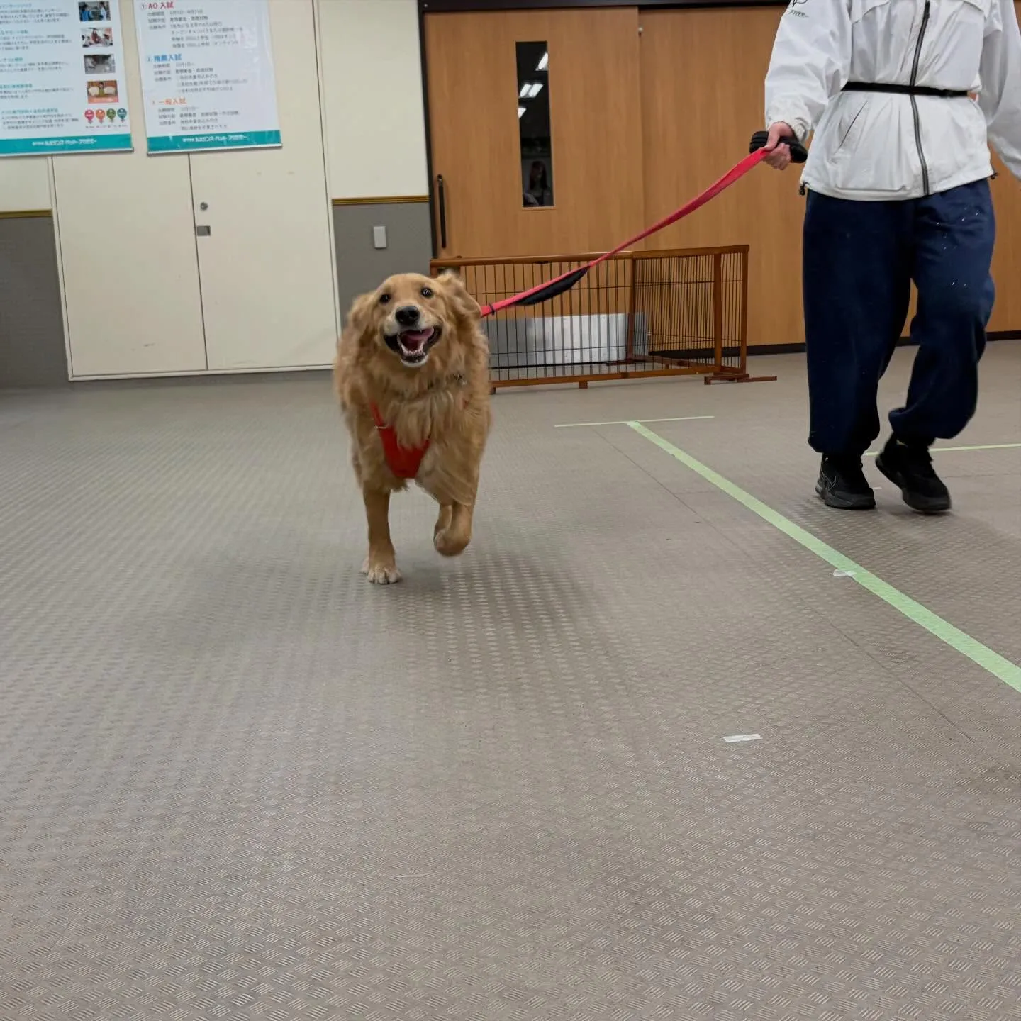 昨日はりんちゃんと一緒に専門学校に行ってきました🐾