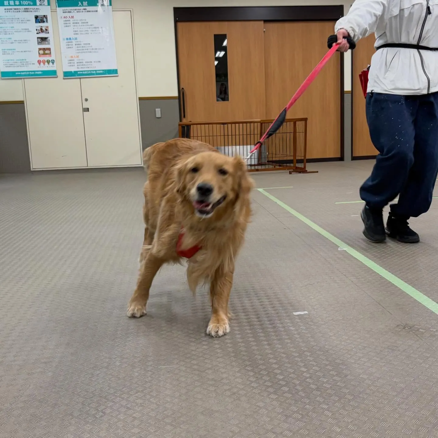 昨日はりんちゃんと一緒に専門学校に行ってきました🐾