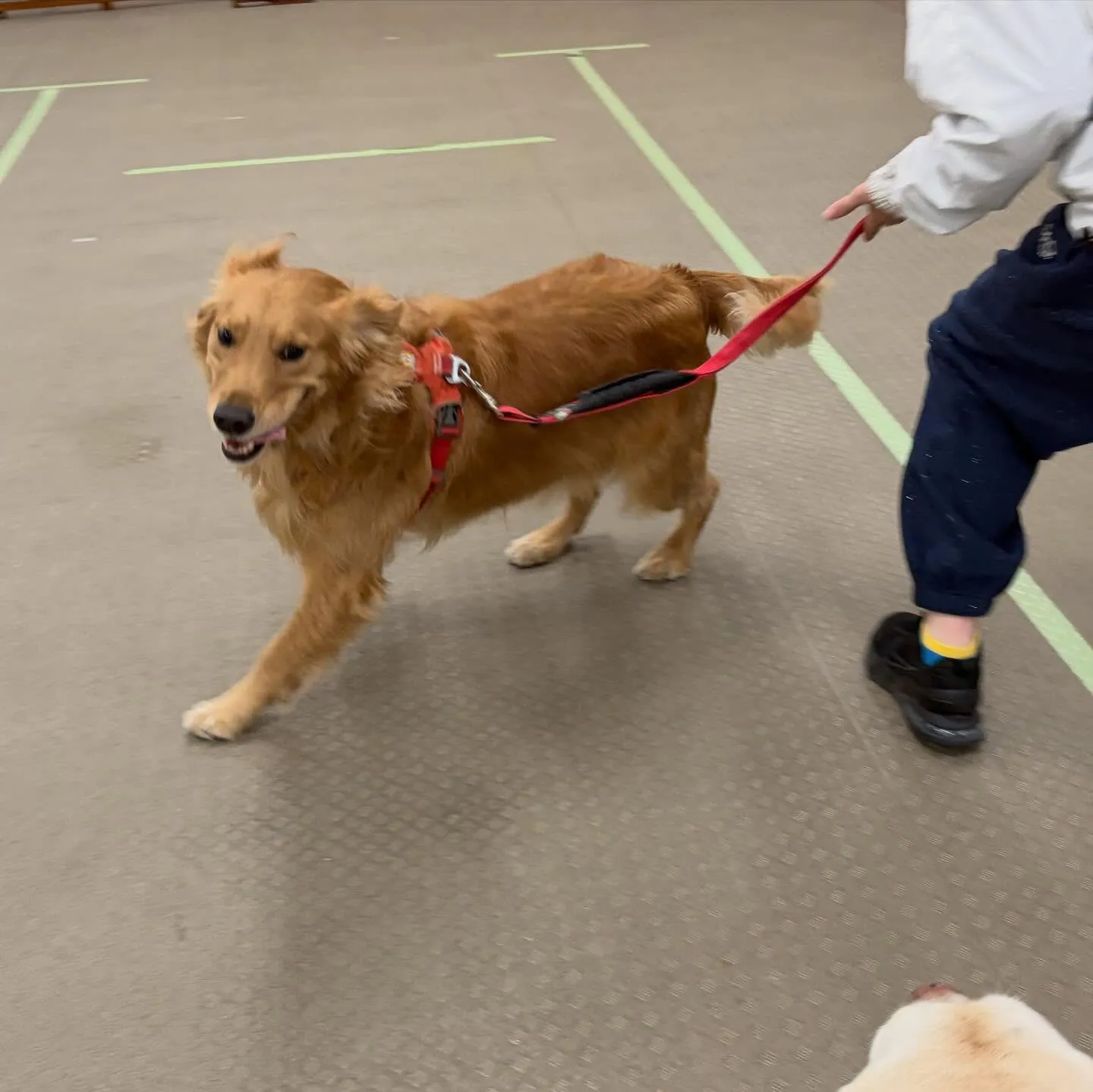 昨日はりんちゃんと一緒に専門学校に行ってきました🐾