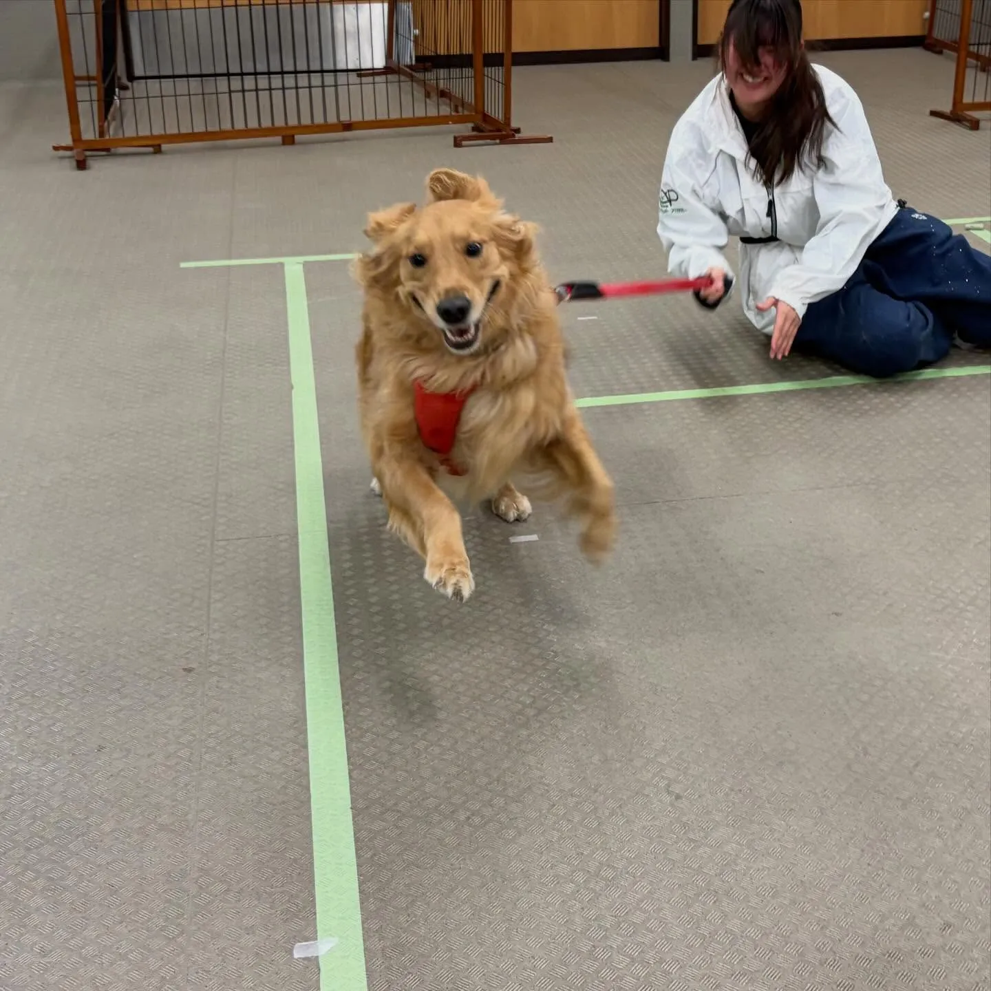 昨日はりんちゃんと一緒に専門学校に行ってきました🐾