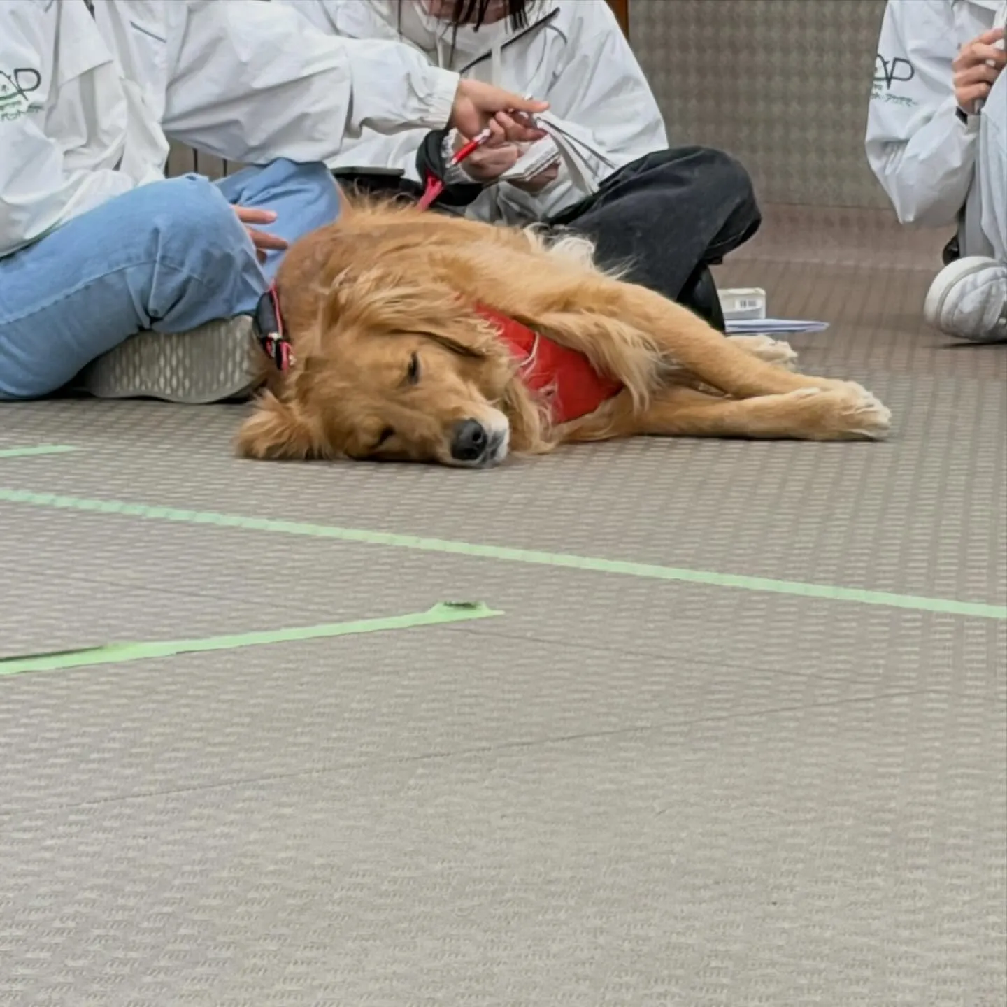 昨日はりんちゃんと一緒に専門学校に行ってきました🐾