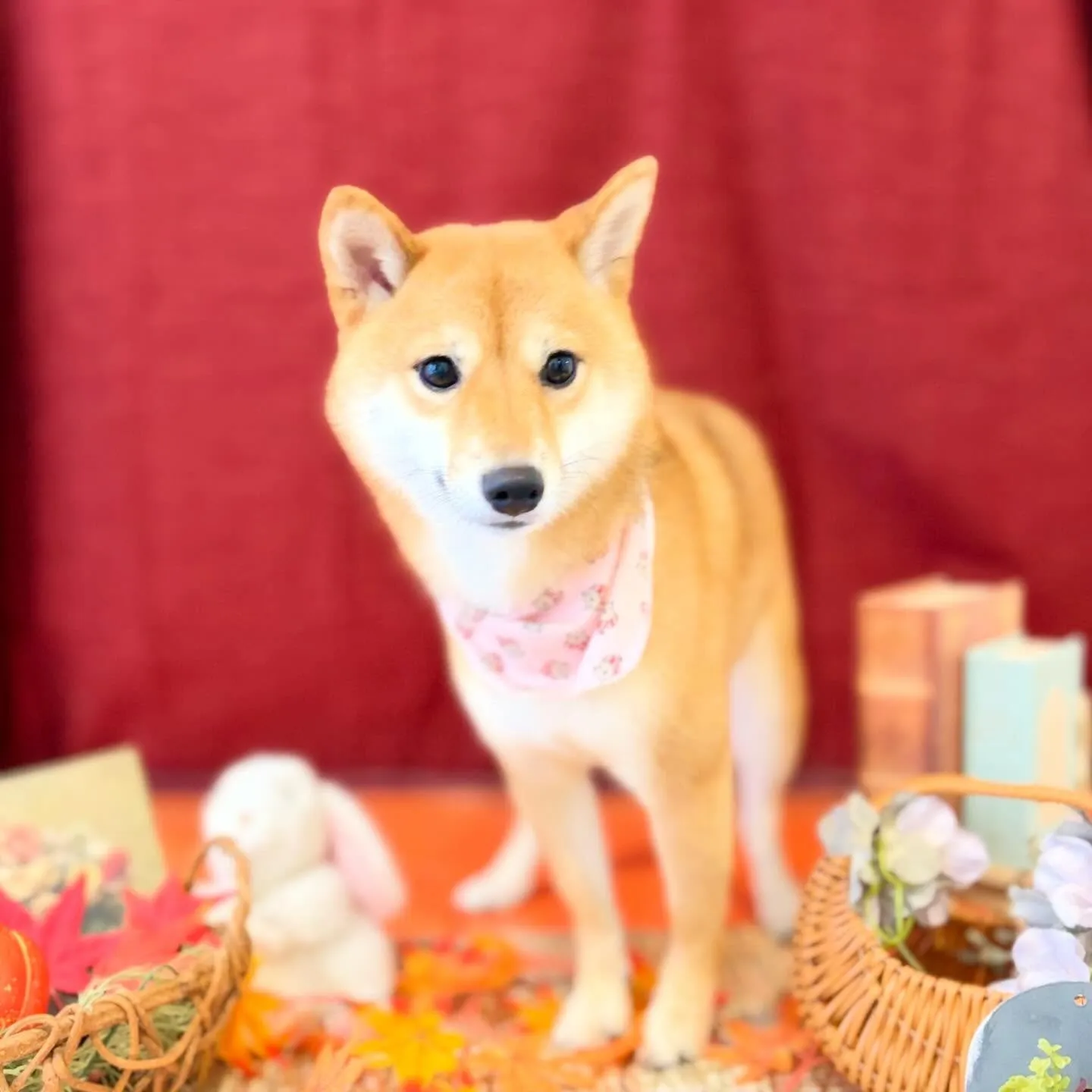 先月アップできなかったお手入れわんこたちラストです✨️