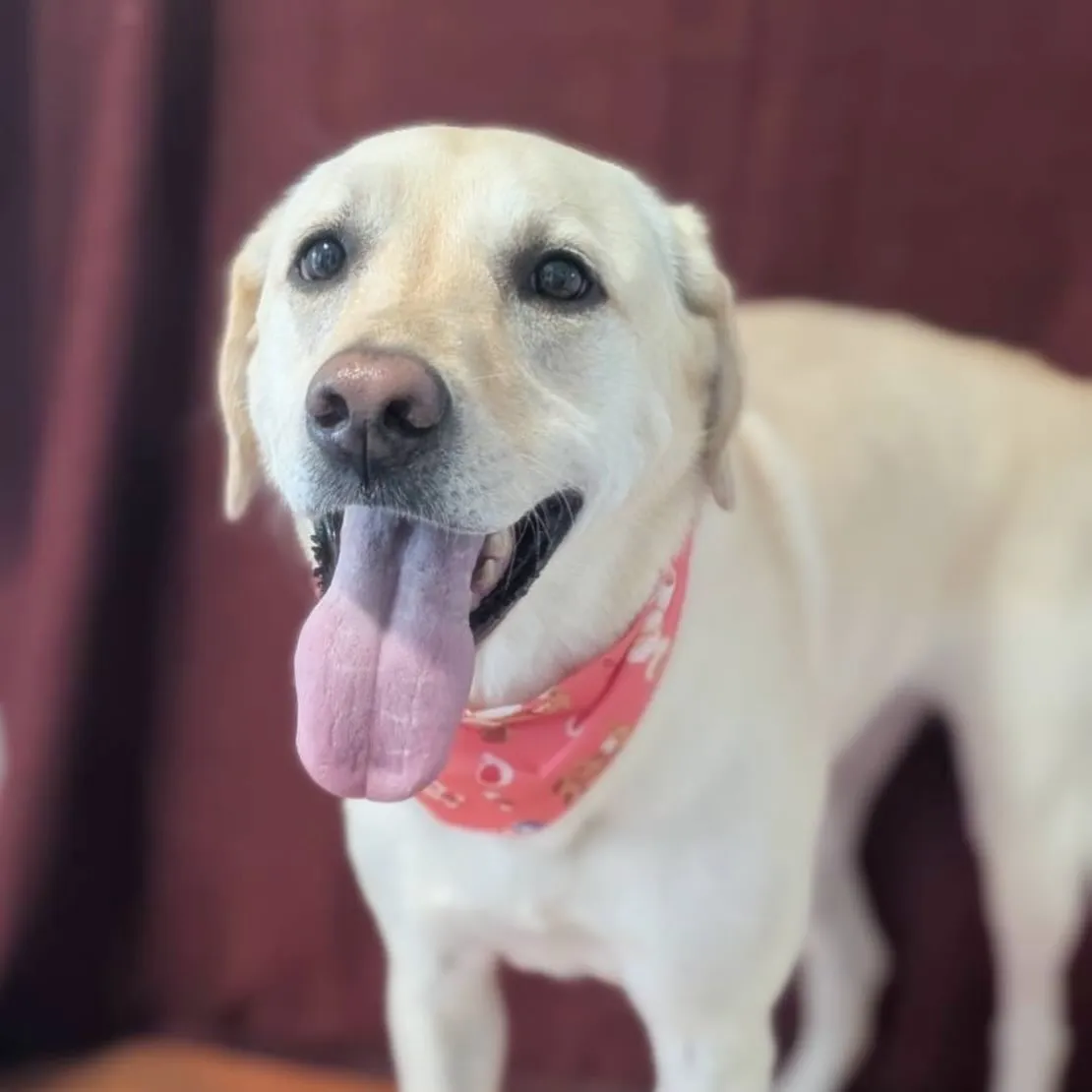 先月アップできなかったお手入れわんこたちラストです✨️