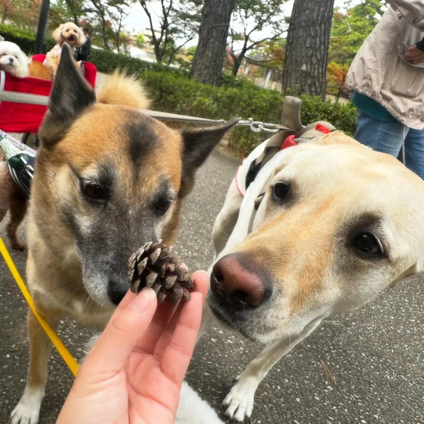 先月アップできなかったお手入れわんこたちラストです✨️