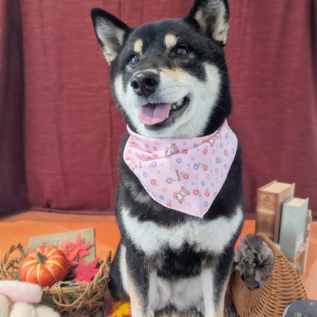 先月アップできなかったお手入れわんこたちラストです✨️