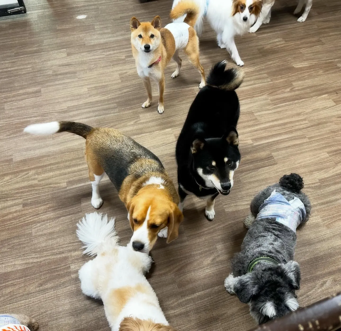 先月アップできなかったお手入れわんこたちラストです✨️