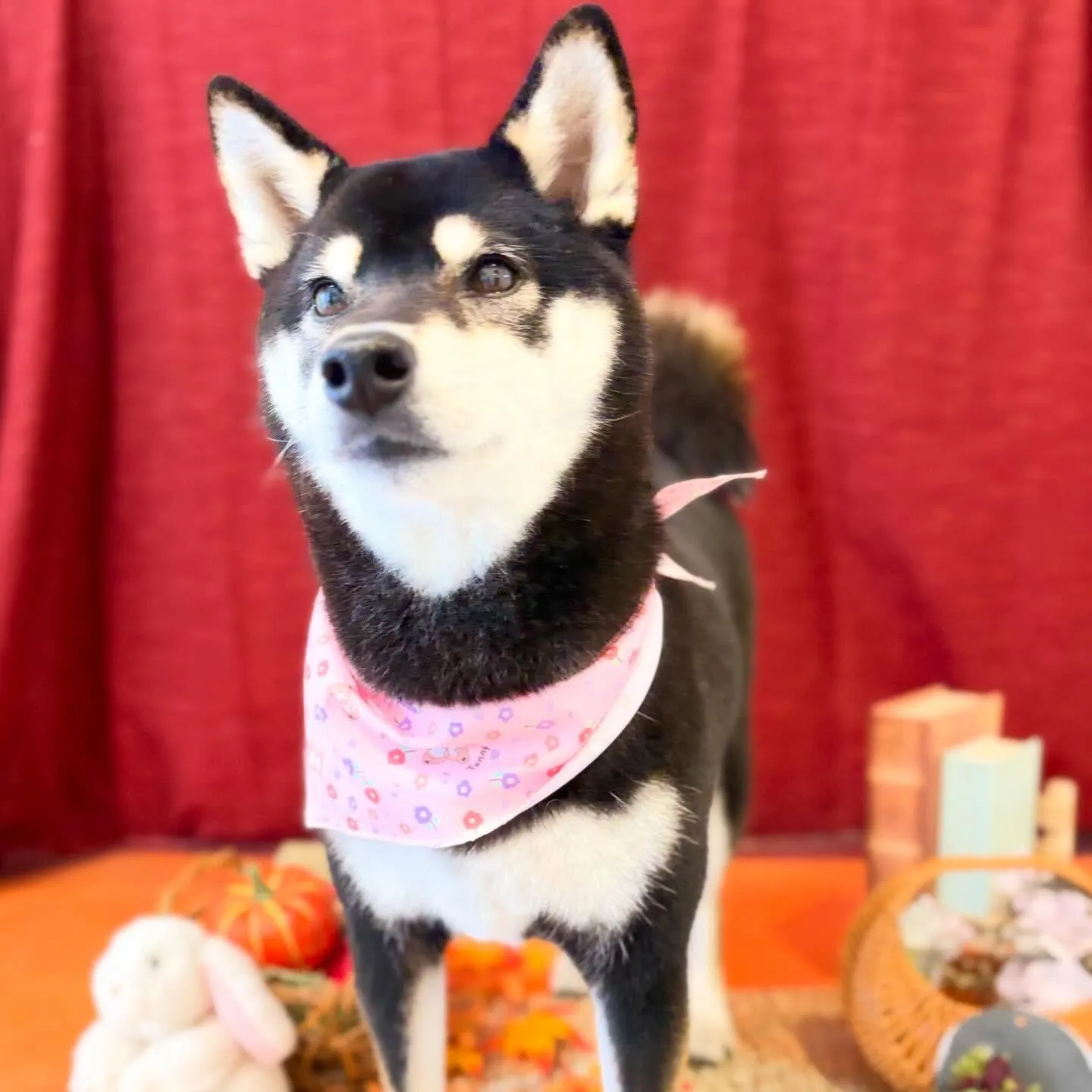 先月アップできなかったお手入れわんこたちラストです✨️