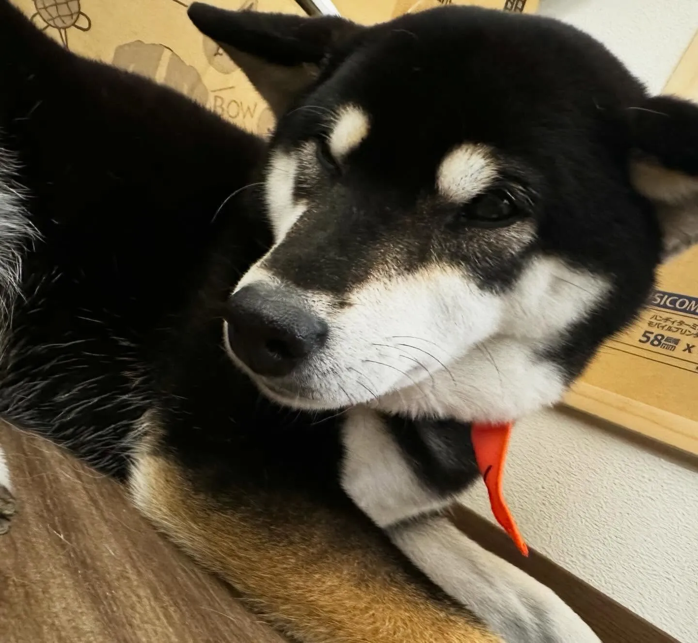 先月アップできなかったお手入れわんこたちラストです✨️