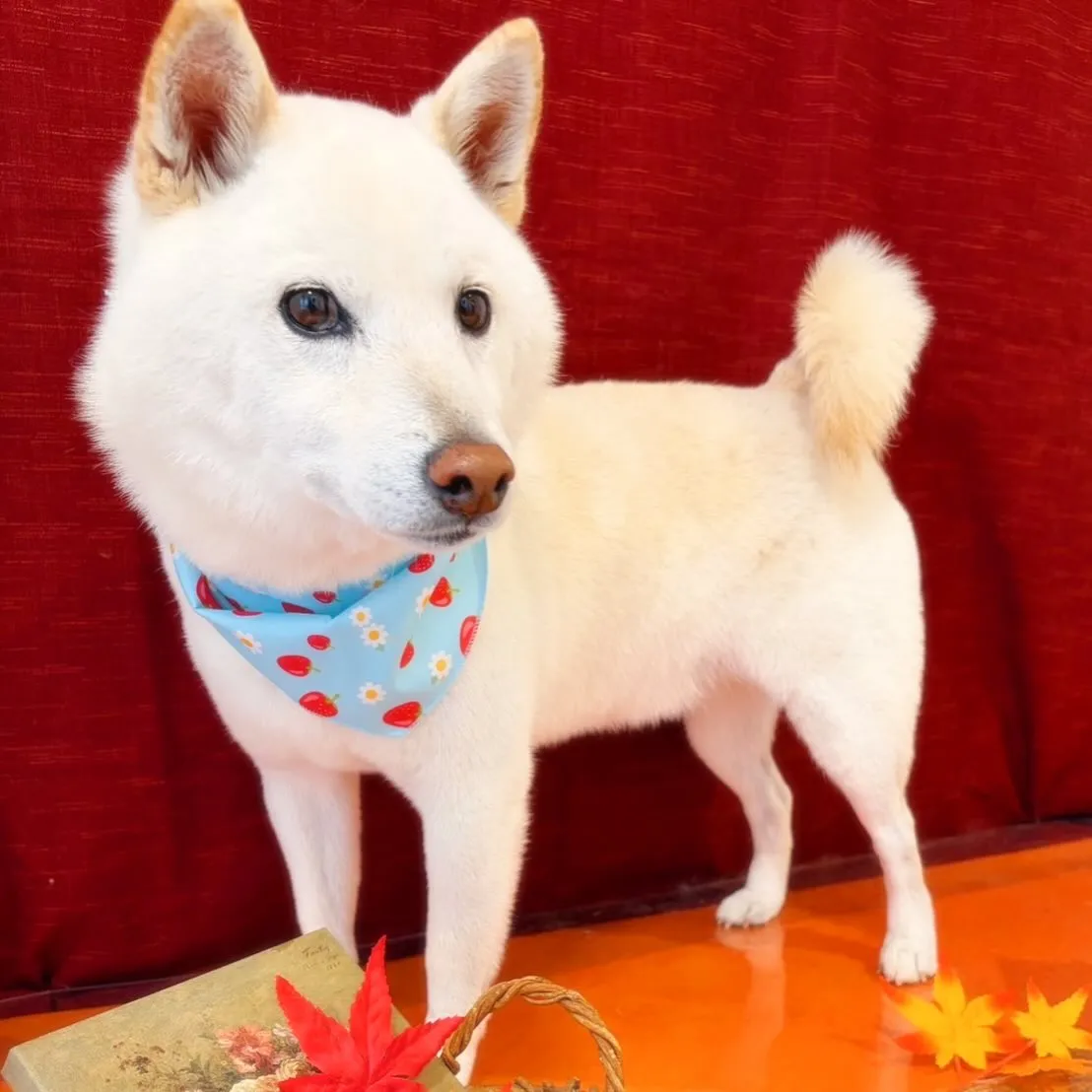 先月アップできなかったお手入れわんこたちラストです✨️