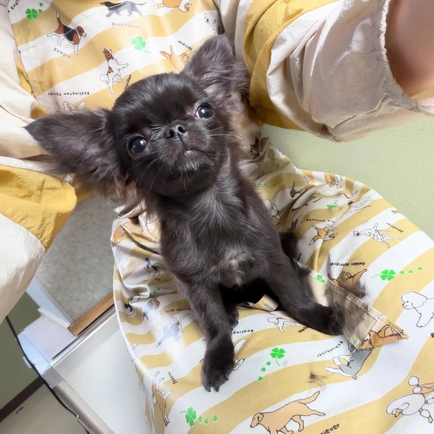 トリミングのセットメニューをご利用頂いたわんこさんたちです🎶