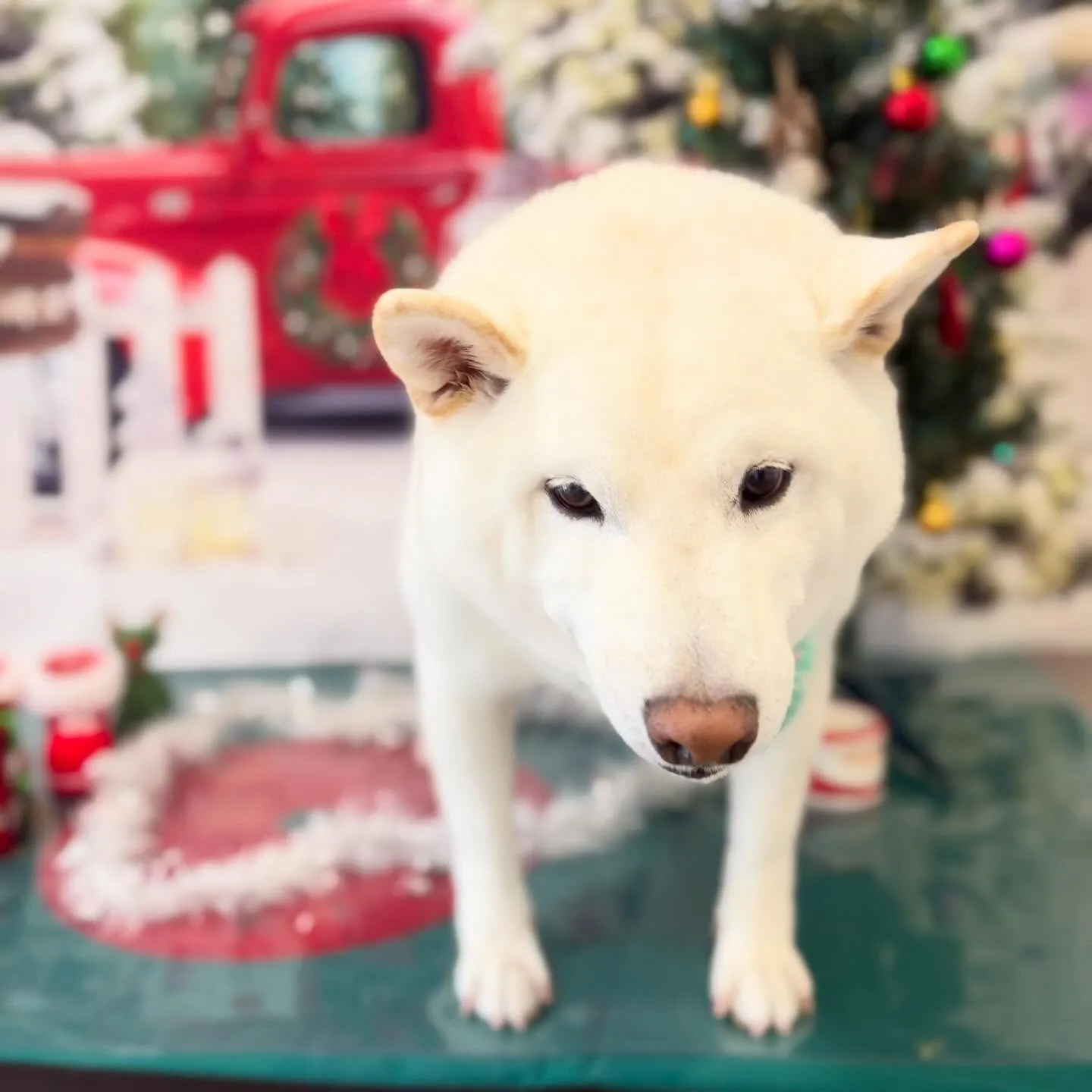 トリミングのセットメニューをご利用頂いたわんこさんたちです🎶