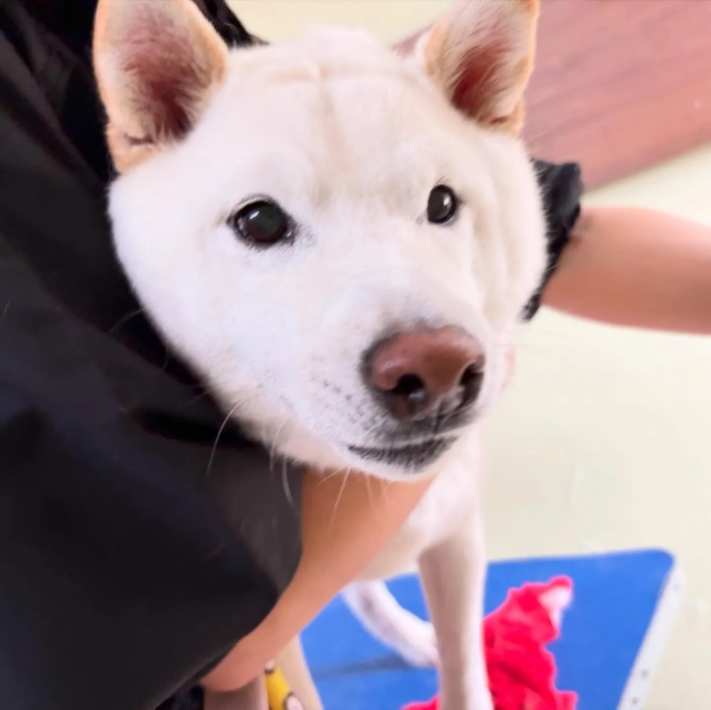 トリミングのセットメニューをご利用頂いたわんこさんたちです🎶