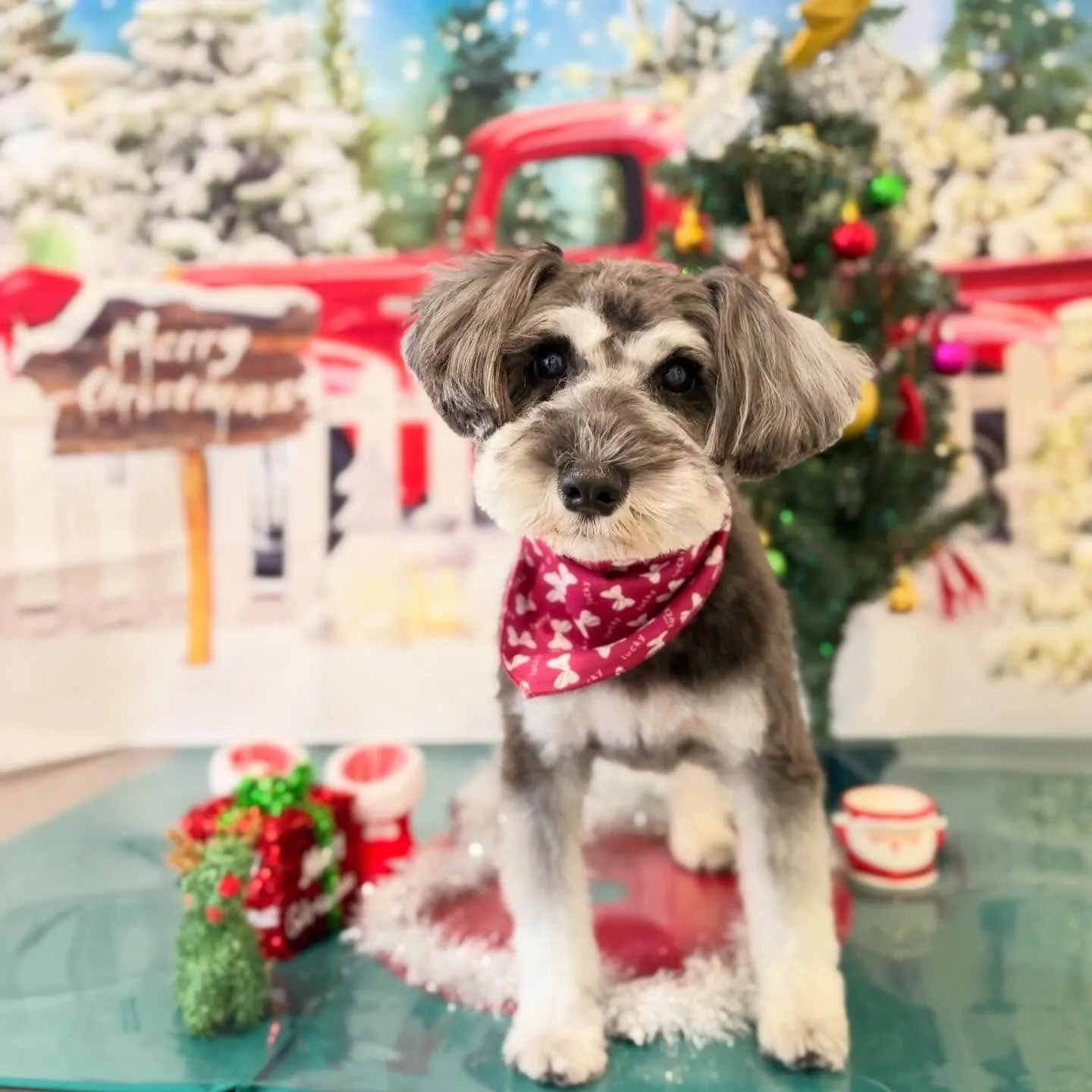 トリミングのセットメニューをご利用頂いたわんこさんたちです🎶