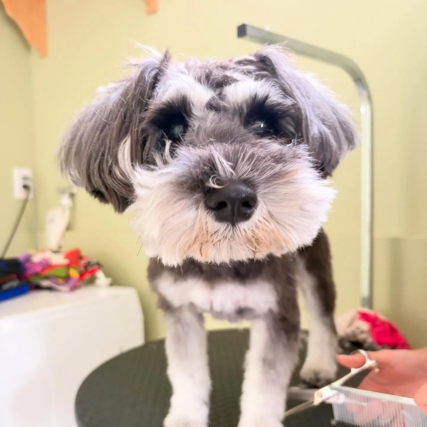 トリミングのセットメニューをご利用頂いたわんこさんたちです🎶