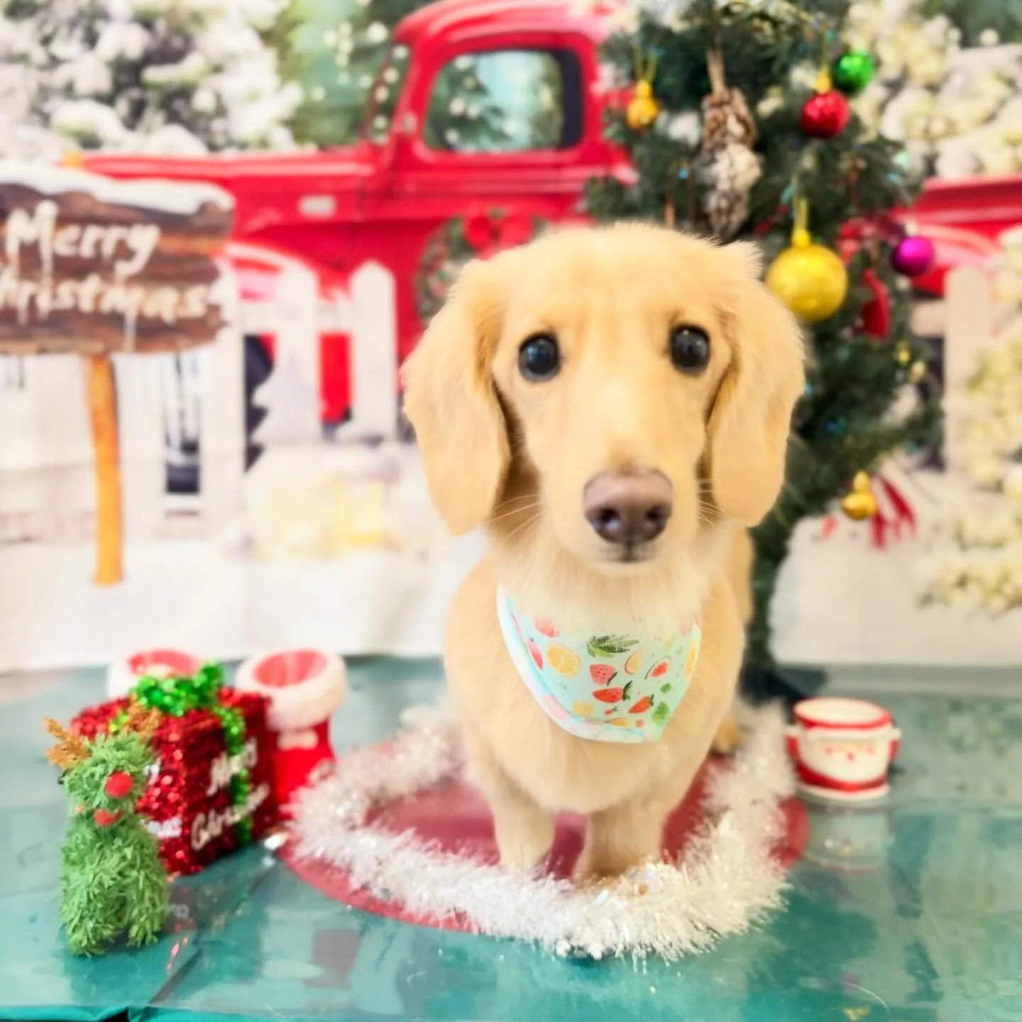 トリミングのセットメニューをご利用頂いたわんこさんたちです🎶