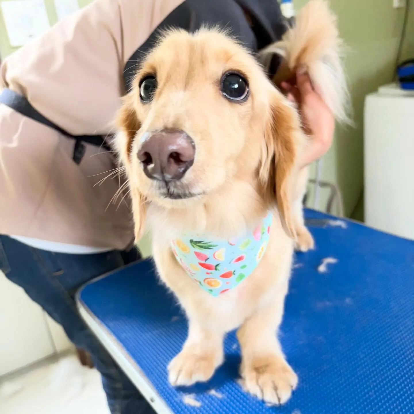 トリミングのセットメニューをご利用頂いたわんこさんたちです🎶