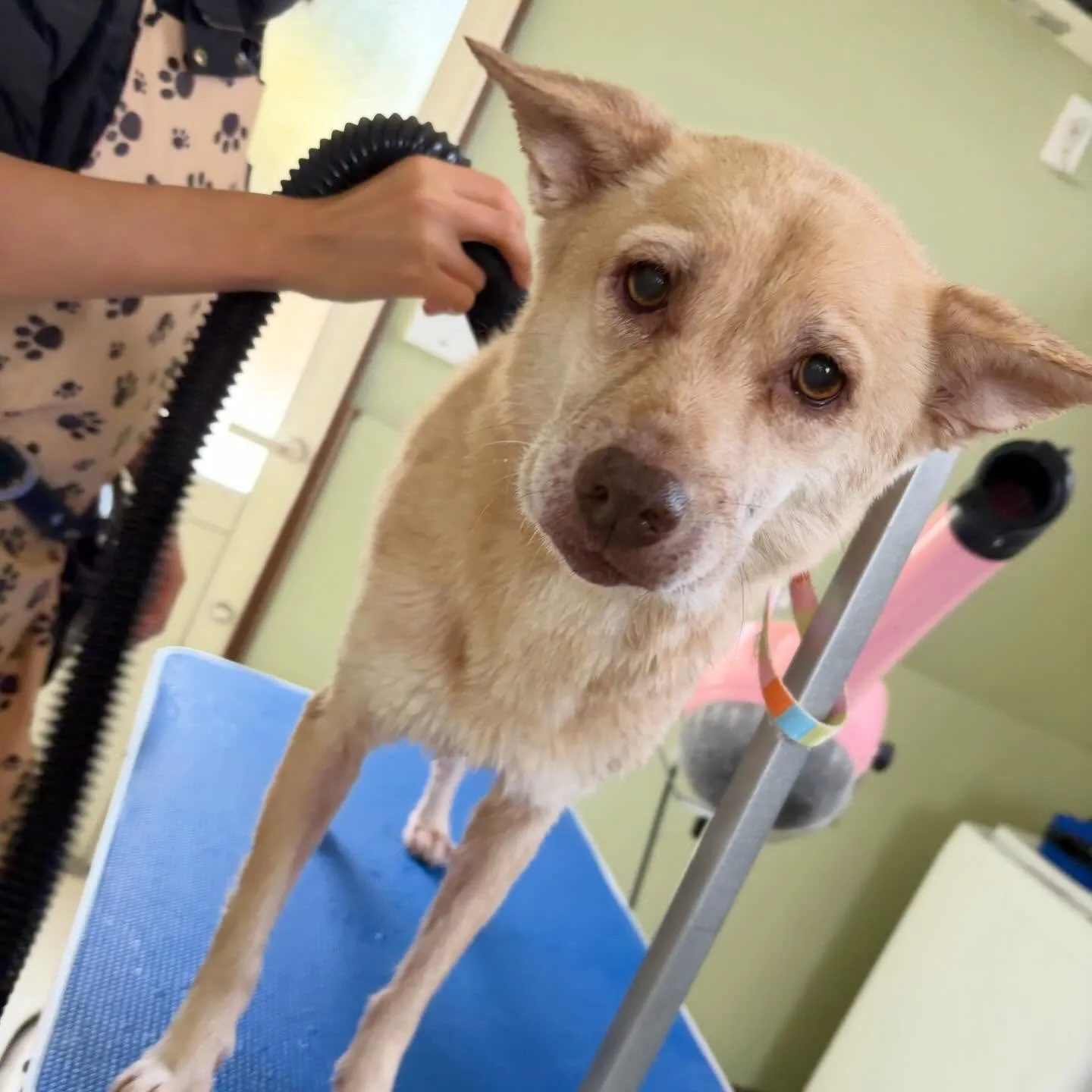 トリミングのセットメニューをご利用頂いたわんこさんたちです🎶