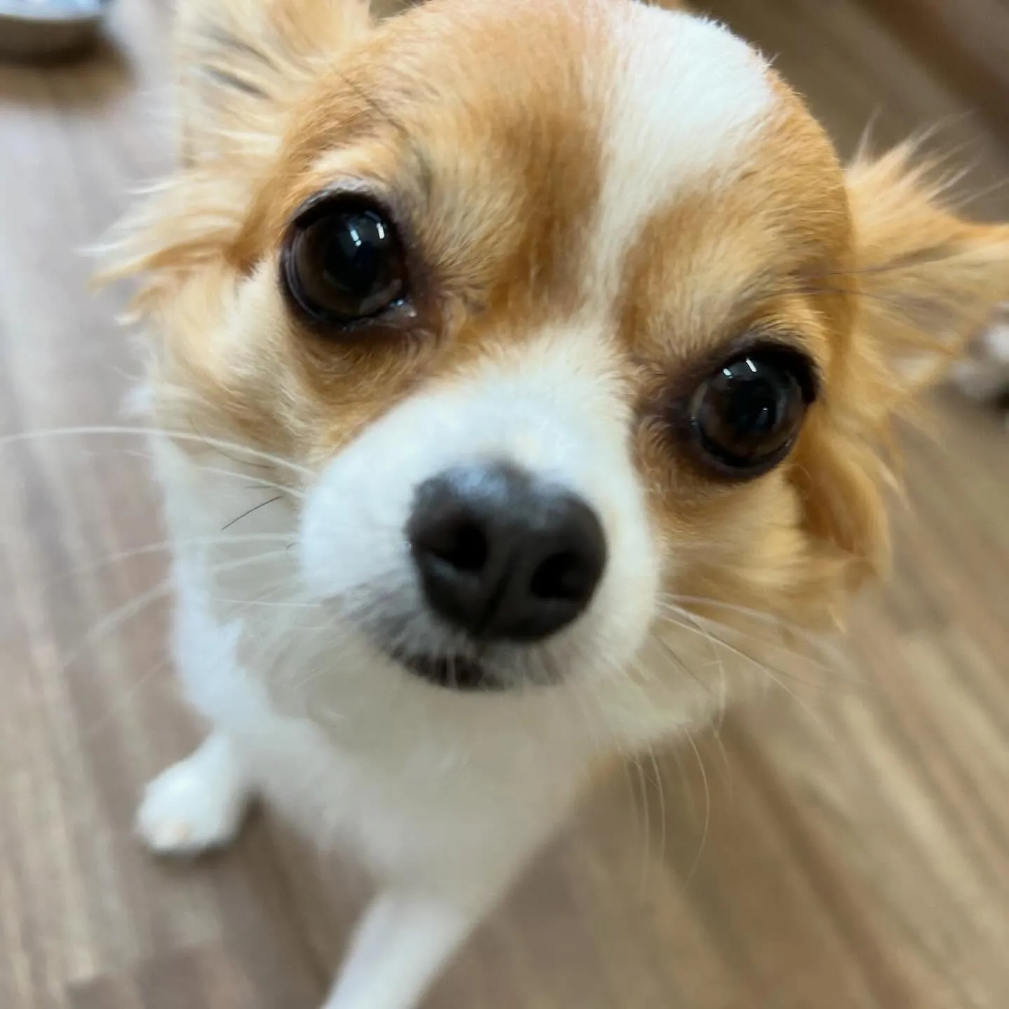 入会してくれたルパンくん、シンバくん、ティムくんです🎶