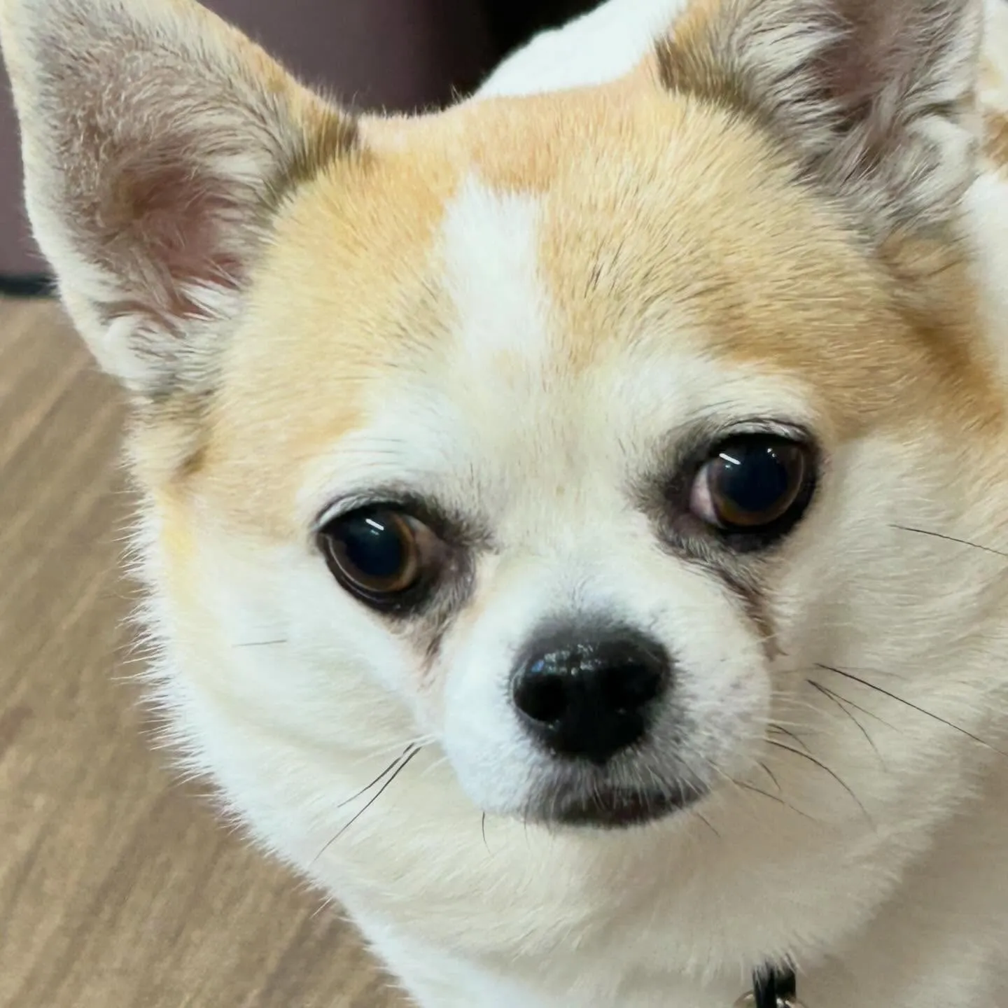 入会してくれたルパンくん、シンバくん、ティムくんです🎶